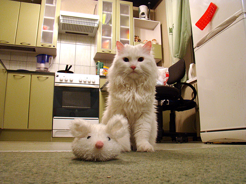 Мыши и кот